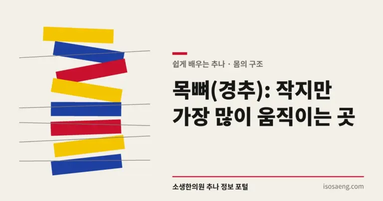 목뼈(경추): 작지만 가장 많이 움직이는 곳