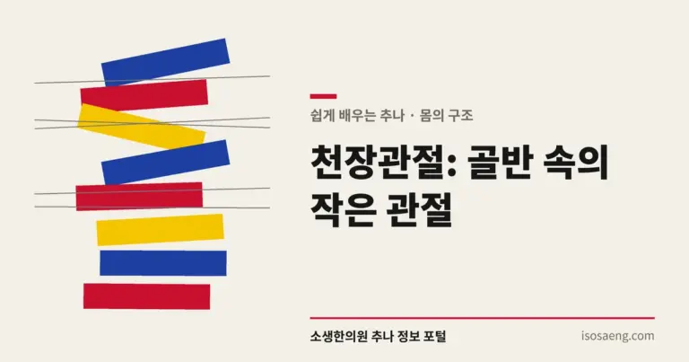 천장관절: 골반 속의 작은 관절