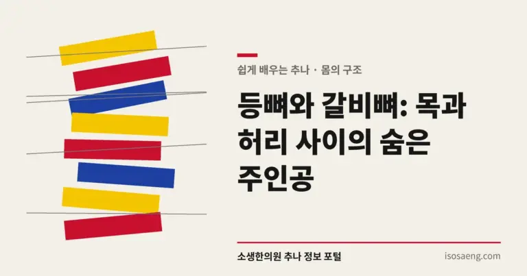 등뼈와 갈비뼈: 목과 허리 사이의 숨은 주인공